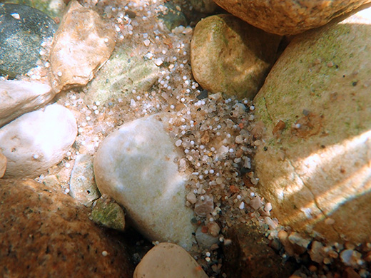 A photo of a rocky river bottom. Among about a dozen rocks are grains of sand with small white spheres nestled in the interstitial spaces. The spheres are sea lamprey eggs.